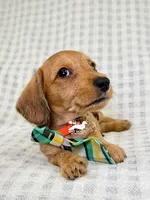 Fritz AKC Wire Hair, a female Dachshund for sale in South Easton, MA – 1 of 9