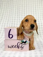 Gretta AKC Wire Hair, a female Dachshund for sale in South Easton, MA – 3 of 10