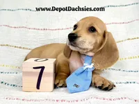 Frank AKC Short Hair Ee Cream, a male Dachshund for sale in South Easton, MA – 3 of 10