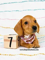 Ruby AKC, Red, Wire Hair, a female Dachshund and Miniature Dachshund for sale in South Easton, MA – 4 of 10