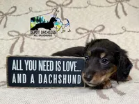 Dallas AKC, a male Dachshund for sale in South Easton, MA – 2 of 4