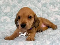 Gretta, a female Dachshund for sale in South Easton, MA – 2 of 3
