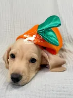 Charlie: Short Hair, Cream, AKC, a male Dachshund and Miniature Dachshund for sale in South Easton, MA – 4 of 10