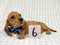 Fritz AKC Wire Hair, a female Dachshund for sale in South Easton, MA – 4 of 9