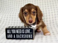 Jack AKC, a male Dachshund for sale in South Easton, MA – 2 of 4