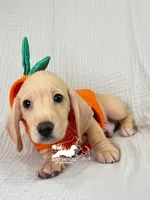Charlie: Short Hair, Cream, AKC, a male Dachshund and Miniature Dachshund for sale in South Easton, MA – 3 of 10