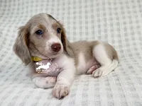 Daphne AKC, a male Dachshund for sale in South Easton, MA – 2 of 4