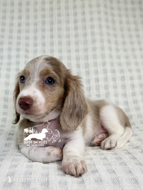 Daphne AKC – Dachshund puppy for sale in South Easton, MA