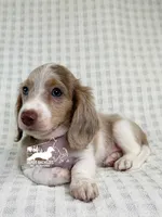 Daphne AKC, a male Dachshund for sale in South Easton, MA – 1 of 4