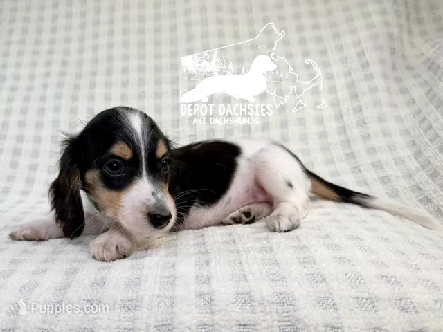 Pip AKC – Dachshund puppy on hold in South Easton, MA