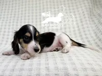 Pip AKC, a male Dachshund for sale in South Easton, MA – 1 of 4