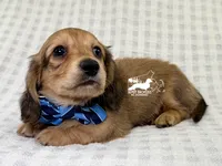Alfie AKC, a male Dachshund for sale in South Easton, MA – 3 of 5