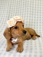 Gretta AKC, Red, Wire Hair, a female Dachshund and Miniature Dachshund for sale in South Easton, MA – 1 of 6