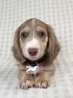 Leonard AKC, a male Dachshund for sale in South Easton, MA – 4 of 4