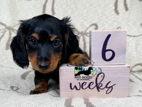 Boston AKC, a male Miniature Dachshund for sale in South Easton, MA – 4 of 5