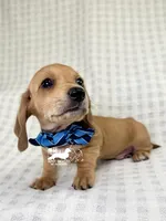 Frank AKC, a male Dachshund for sale in South Easton, MA – 2 of 5