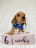 Fritz AKC Wire Hair, a female Dachshund for sale in South Easton, MA – 5 of 9