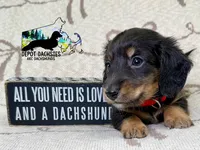 Dallas AKC, a male Dachshund for sale in South Easton, MA – 1 of 4