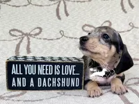 Phoenix AKC, a male Dachshund for sale in South Easton, MA – 2 of 5
