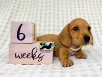 Gretta AKC Wire Hair, a female Dachshund for sale in South Easton, MA – 6 of 10