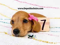 Ruby AKC, Red, Wire Hair, a female Dachshund and Miniature Dachshund for sale in South Easton, MA – 1 of 10