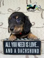 Dallas AKC, a male Dachshund for sale in South Easton, MA – 4 of 4