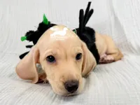 Charlie: Short Hair, Cream, AKC, a male Dachshund and Miniature Dachshund for sale in South Easton, MA – 7 of 10