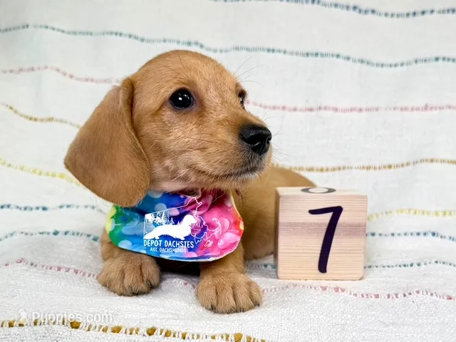 Ruby AKC, Red, Wire Hair – Dachshund, Miniature Dachshund puppy for sale in South Easton, MA