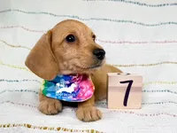 Ruby AKC, Red, Wire Hair, a female Dachshund and Miniature Dachshund for sale in South Easton, MA – 2 of 10