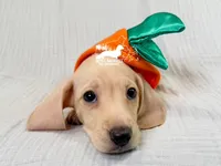 Charlie: Short Hair, Cream, AKC, a male Dachshund and Miniature Dachshund for sale in South Easton, MA – 6 of 10