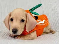 Charlie: Short Hair, Cream, AKC, a male Dachshund and Miniature Dachshund for sale in South Easton, MA – 5 of 10