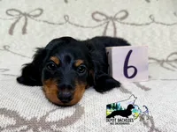 Boston AKC, a male Miniature Dachshund for sale in South Easton, MA – 5 of 5