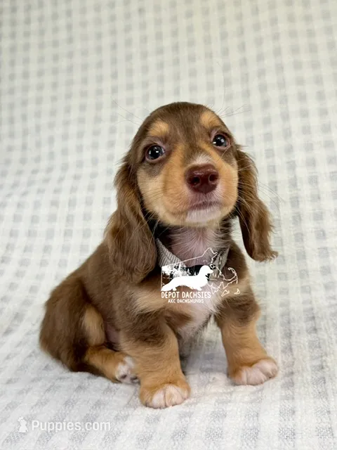 Jack AKC – Dachshund puppy for sale in South Easton, MA