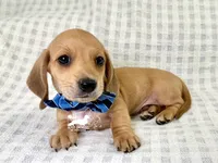 Frank AKC, a male Dachshund for sale in South Easton, MA – 5 of 5