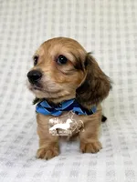 Alfie AKC, a male Dachshund for sale in South Easton, MA – 2 of 5