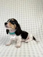 Pip AKC, a male Dachshund for sale in South Easton, MA – 4 of 4