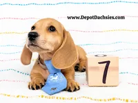 Frank AKC Short Hair Ee Cream, a male Dachshund for sale in South Easton, MA – 5 of 10