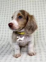 Daphne AKC, a male Dachshund for sale in South Easton, MA – 4 of 4