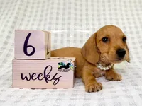 Gretta AKC Wire Hair, a female Dachshund for sale in South Easton, MA – 4 of 10