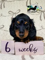 Boston AKC, a male Miniature Dachshund for sale in South Easton, MA – 1 of 5