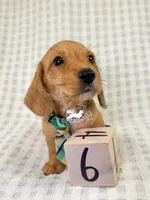 Otto AKC Wire Hair, a female Dachshund for sale in South Easton, MA – 6 of 10