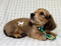 Alfie AKC, a male Dachshund for sale in South Easton, MA – 4 of 5