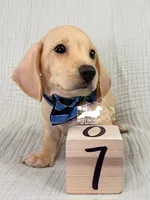 Charlie: Short Hair, Cream, AKC, a male Dachshund and Miniature Dachshund for sale in South Easton, MA – 9 of 10