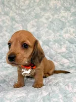 Fritz AKC, a female Dachshund for sale in South Easton, MA – 1 of 3