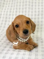 Gretta AKC Wire Hair, a female Dachshund for sale in South Easton, MA – 1 of 10