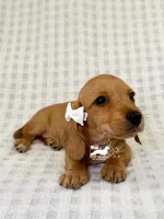 Gretta AKC Wire Hair, a female Dachshund for sale in South Easton, MA – 2 of 10