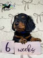 Boston AKC, a male Miniature Dachshund for sale in South Easton, MA – 2 of 5