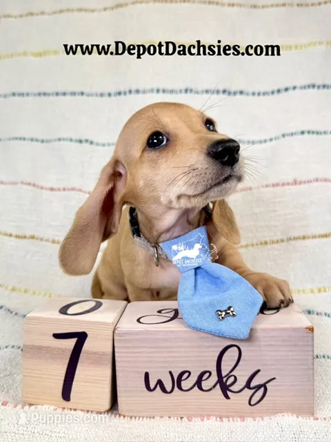 Frank AKC – Dachshund puppy for sale in South Easton, MA