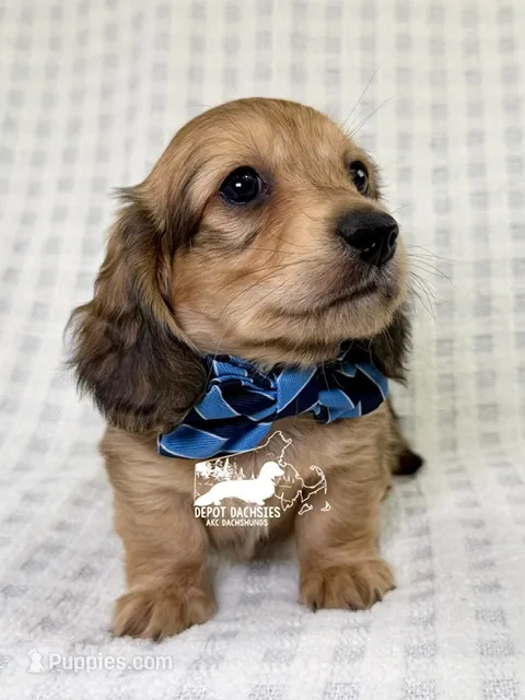 Alfie AKC – Dachshund puppy for sale in South Easton, MA