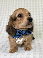 Alfie AKC, a male Dachshund for sale in South Easton, MA – 1 of 5